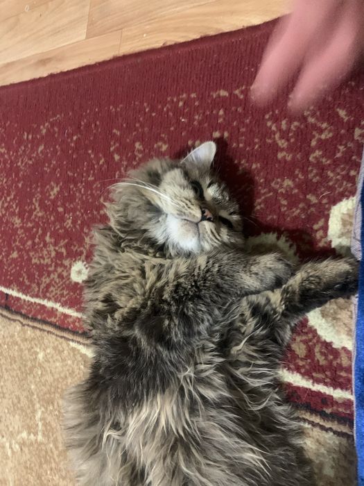 Мысык/котик отдаммм