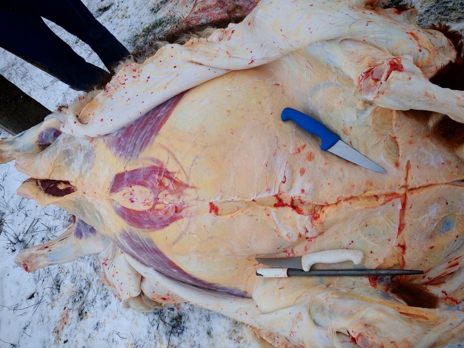 Семіз құнажын 3 жасар