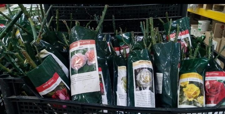 Саженцы роз,разные для дома