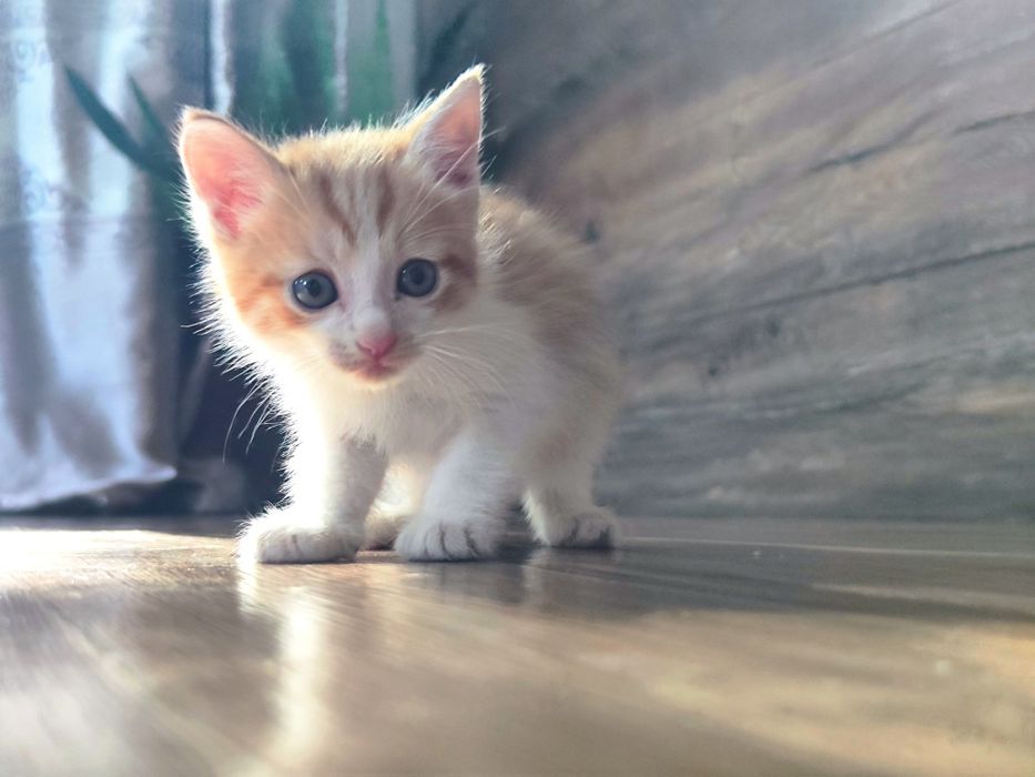 Рыжий котик 1,5 месяцев
