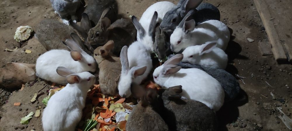 Кролики породы Бабочка