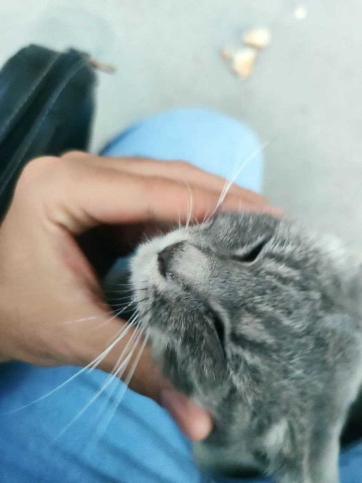 Кошка Миса девочка