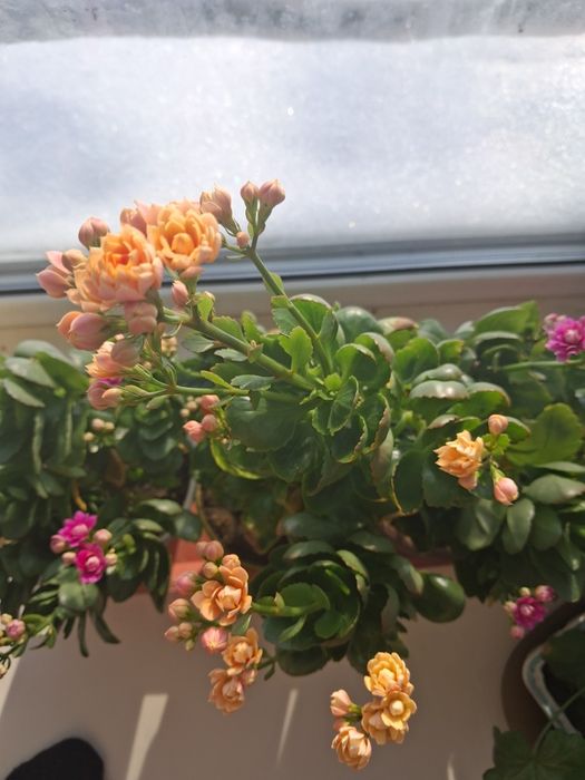 Продам алое растение