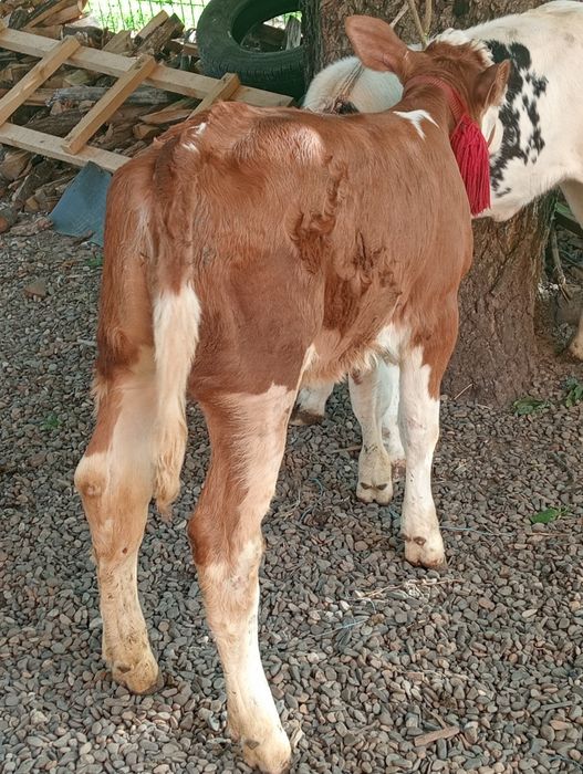 Vând vițica și tăuraș belgian
