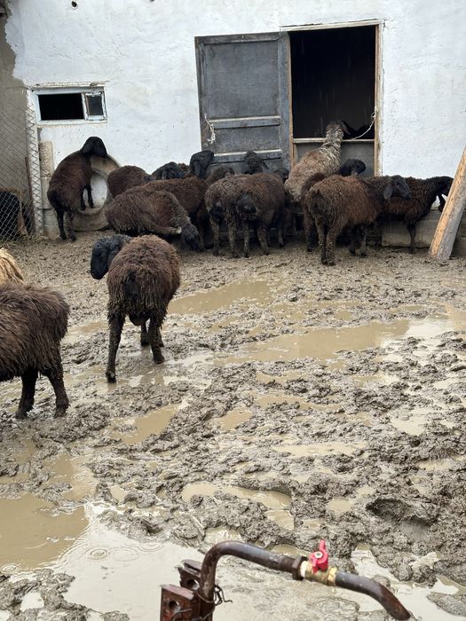 Токтылар Бараны Овцы