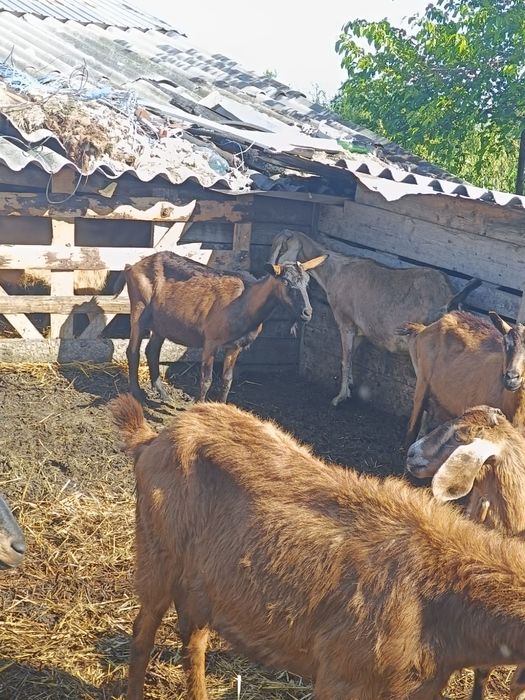Vând capre ,anglo nubiene și două alpine , metisuri