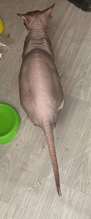 Mushuk sotiladi tez va arzon