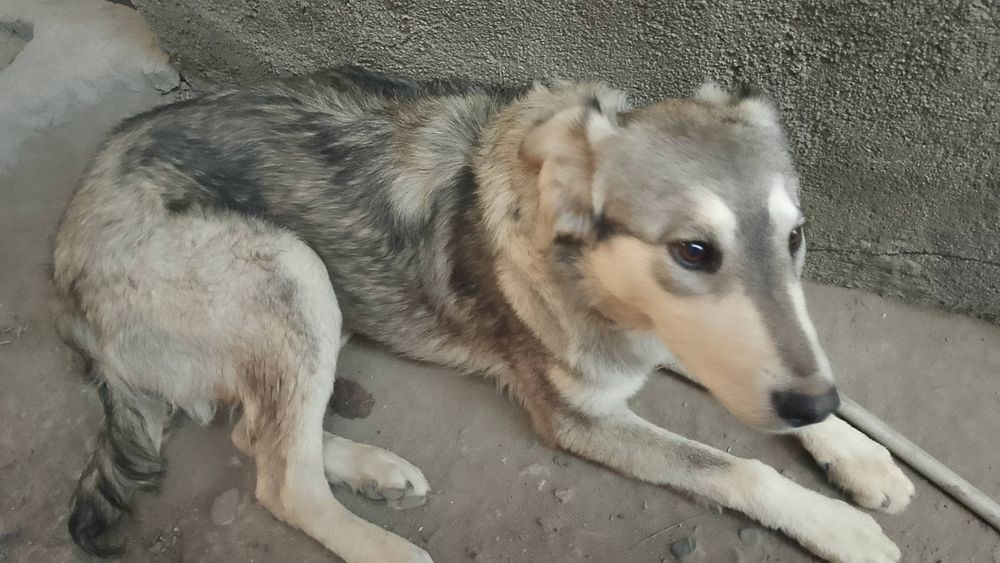 Отдам щенка в хорошие руки