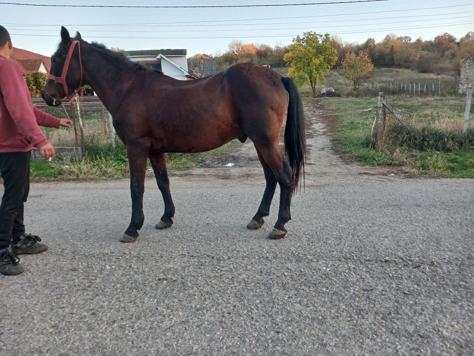 vanda cal de 9 ani
