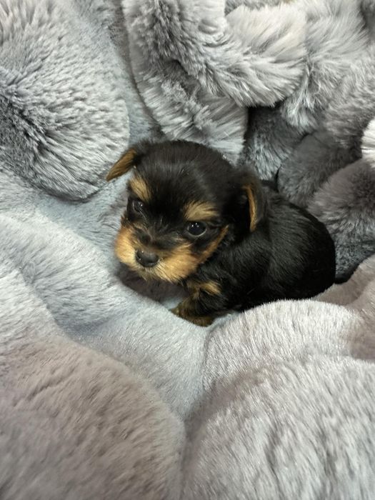 Йоркширски териер