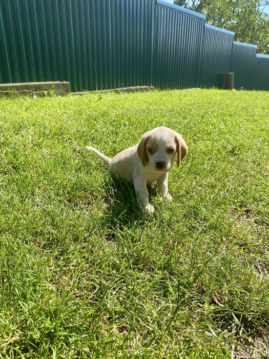 Catelus  Beagle
