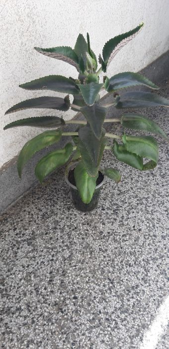 Дърво живота,амарилис,каланхое,индрише,мушкато,хлорофитум,традисканция