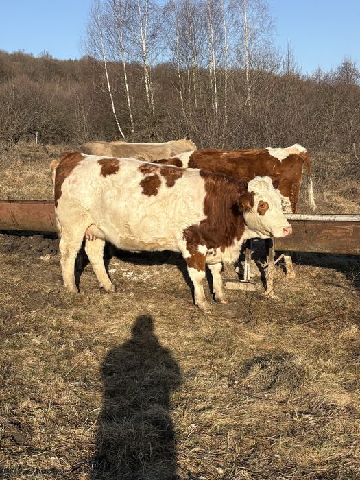 Vand vaci,vitele,taurasi