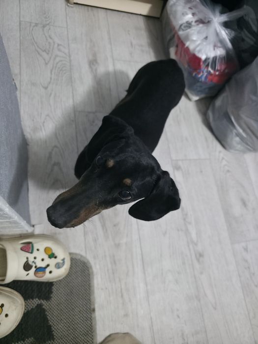 Собака породы Такса