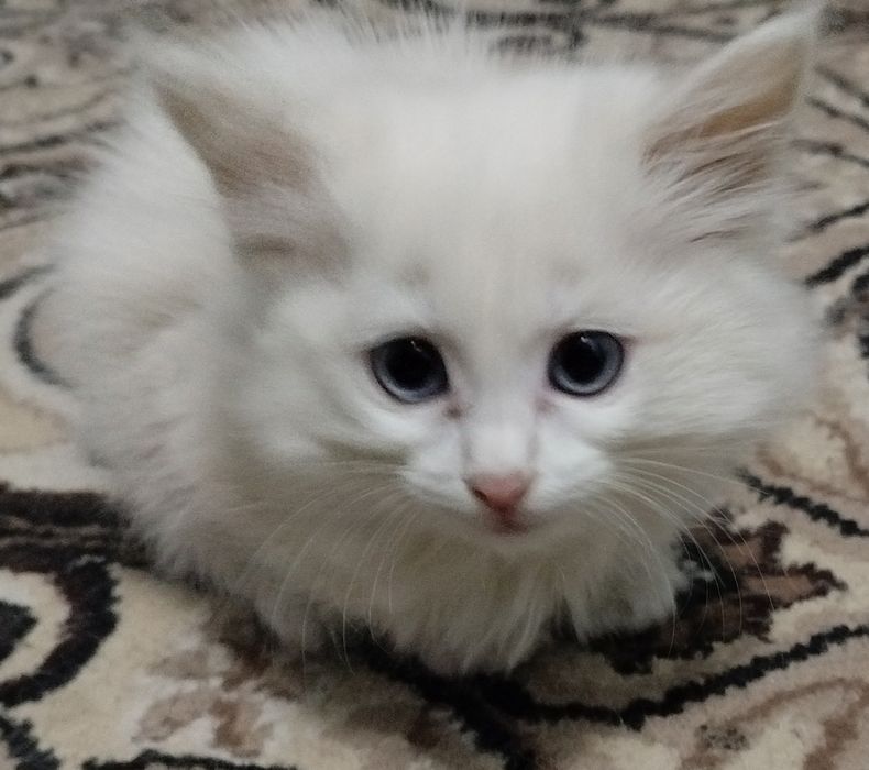 Продаются 2 сибирских катёнка,оба мальчика