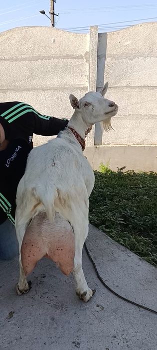 Capra nr1. De elită