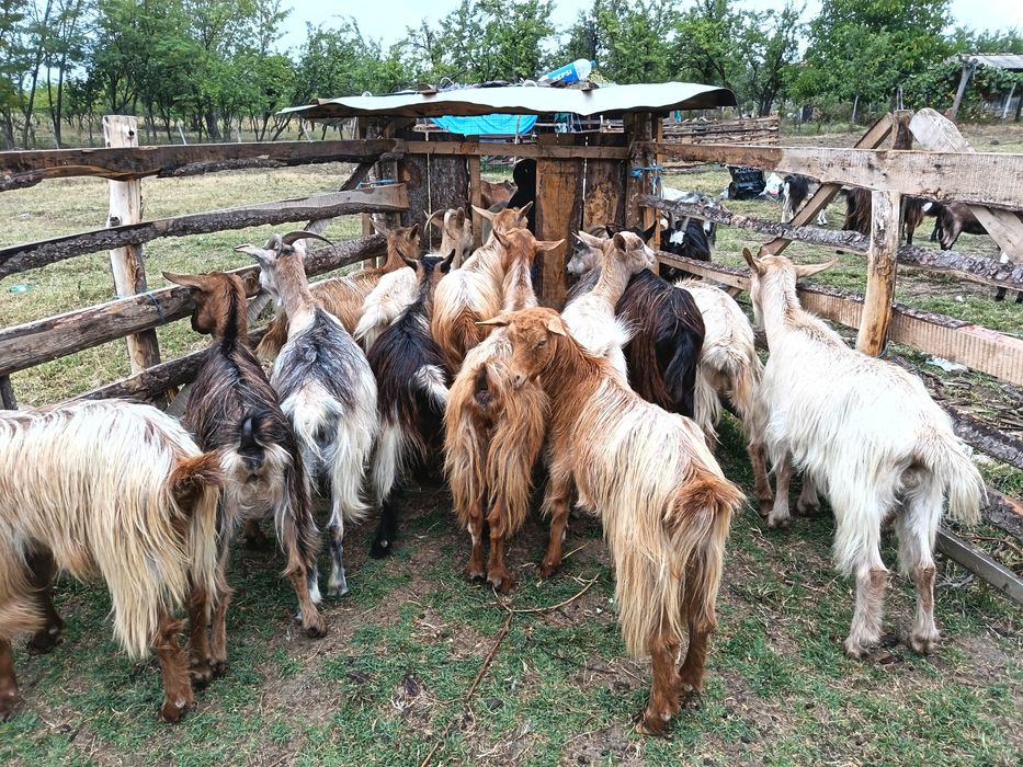 Vând capre gestante