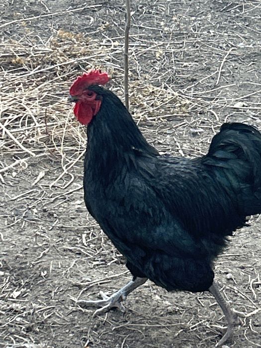 Продам Джерсийский гигант