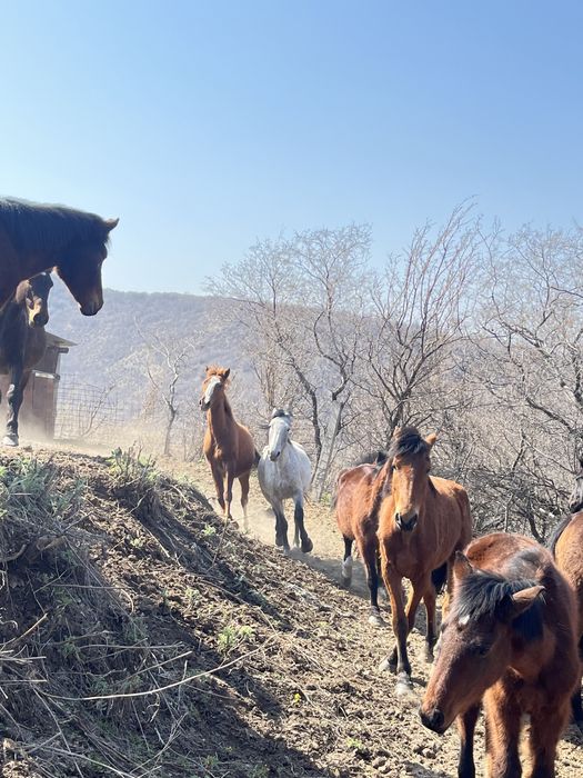 Продам лошадей