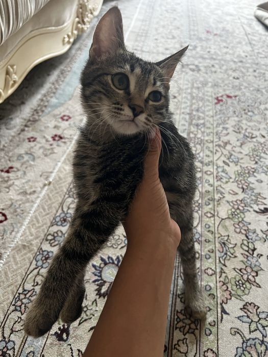 отдам     кошку