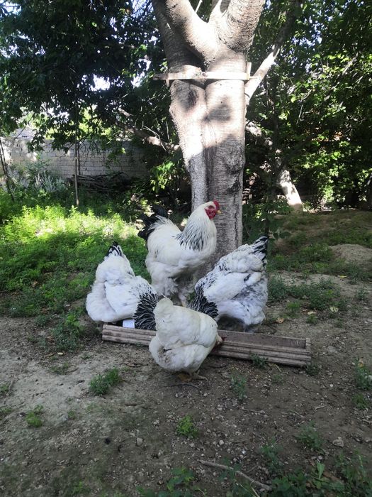 Продаю яйца брамы