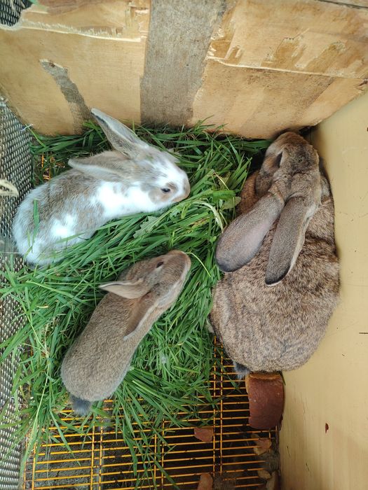 Продаются кролики