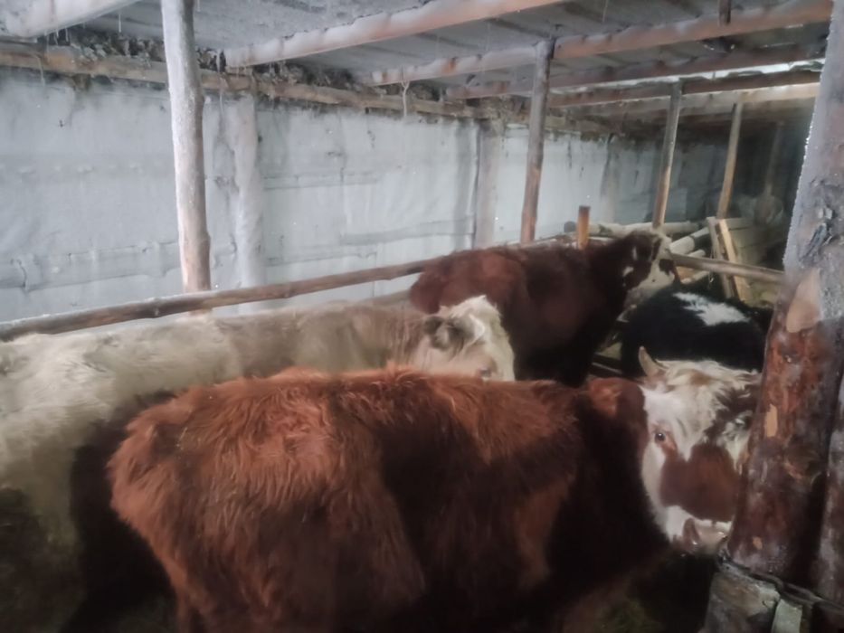 Продам подсосных бычков и телок
