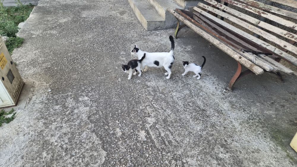 Безплатно котета