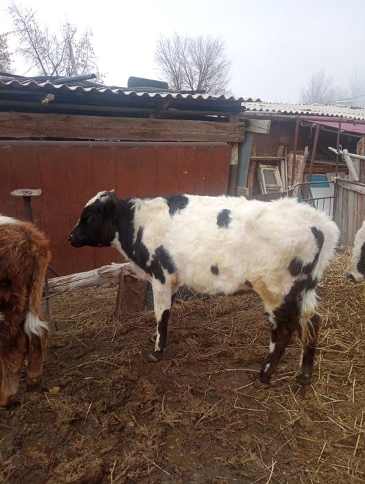 Буаз сиырлар сатылады екі бұха сатылады