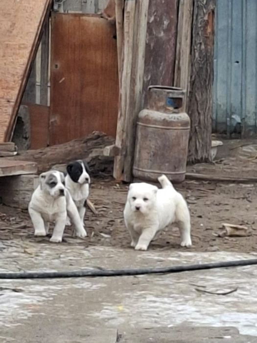 Тобет Күшік сатылады