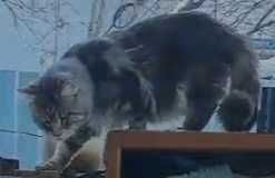 Пропал кот Мейн-кун