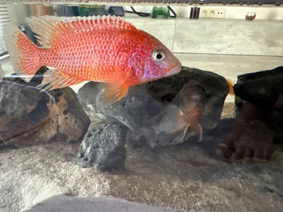 Acvariu in masa cu pesti, cliclide africane