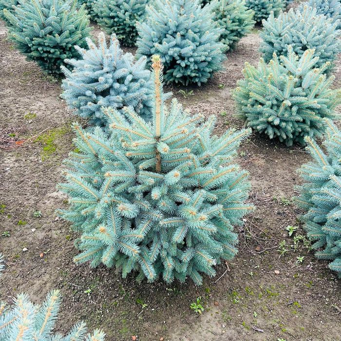 Tuia leylandii  150-180 cm