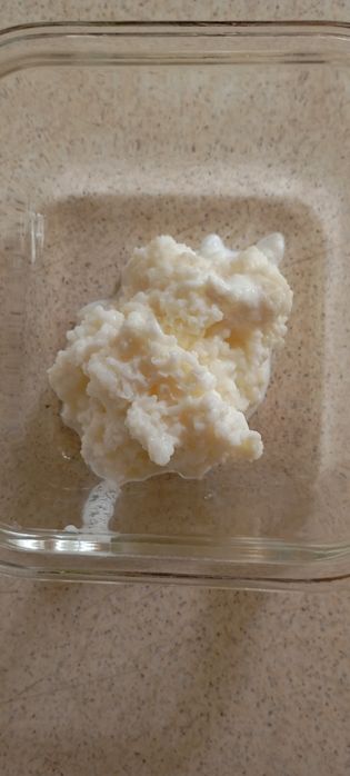 Ciupercă de kefir/chefir - 20 lei porția. Ridicare din București, sect