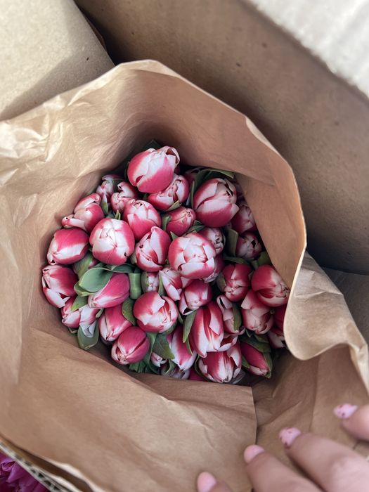 Тюльпаны  Семей