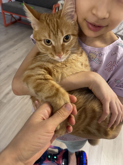 Отдам кота в хорошие руки