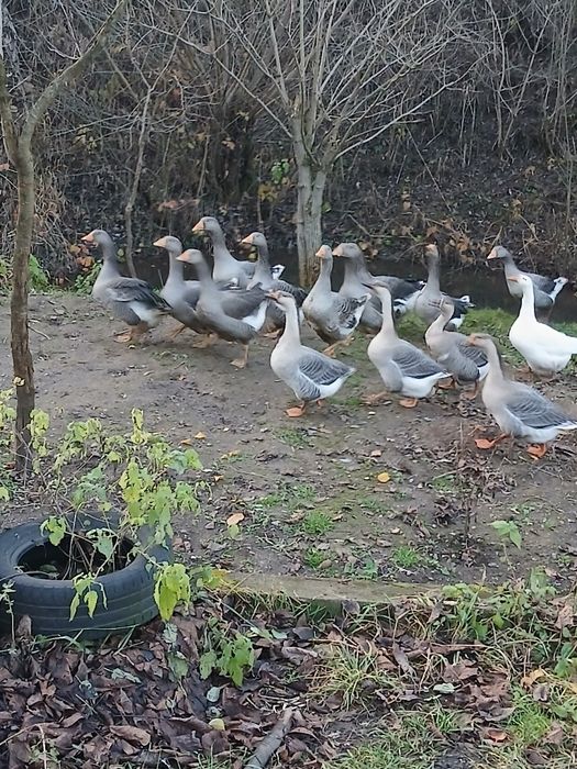 .Gâscă de vânzare