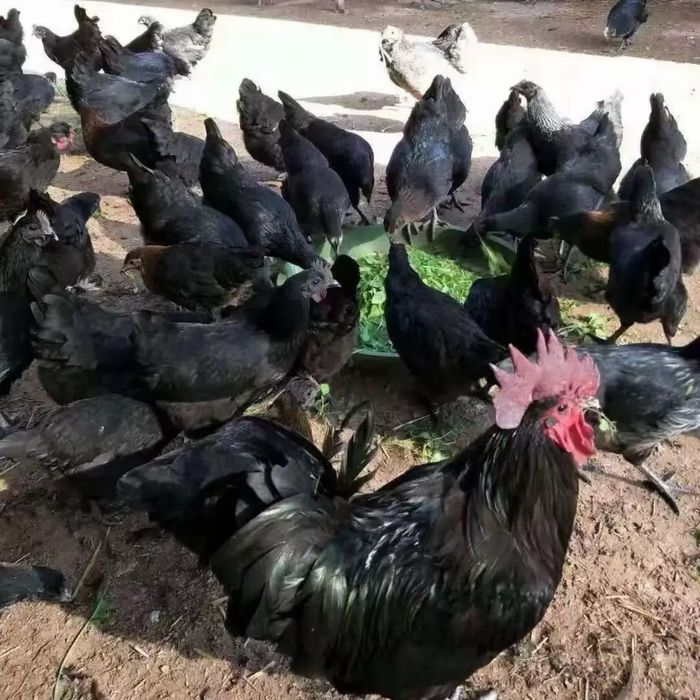 Яйца Ухайлюль превезены напрямую из Китая.