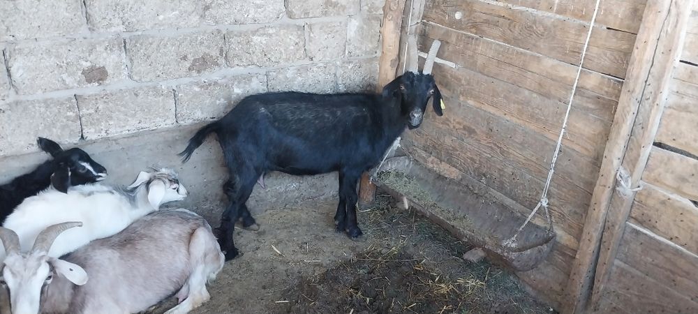 Пышаққа жарамды қой ешкілер бар