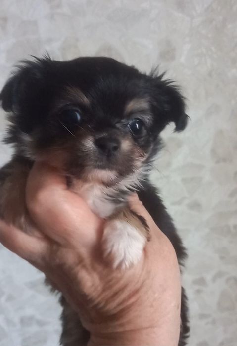 Щенок  мини чихуахуа