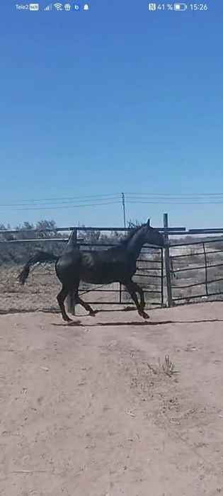 Кунан сатылады 800000