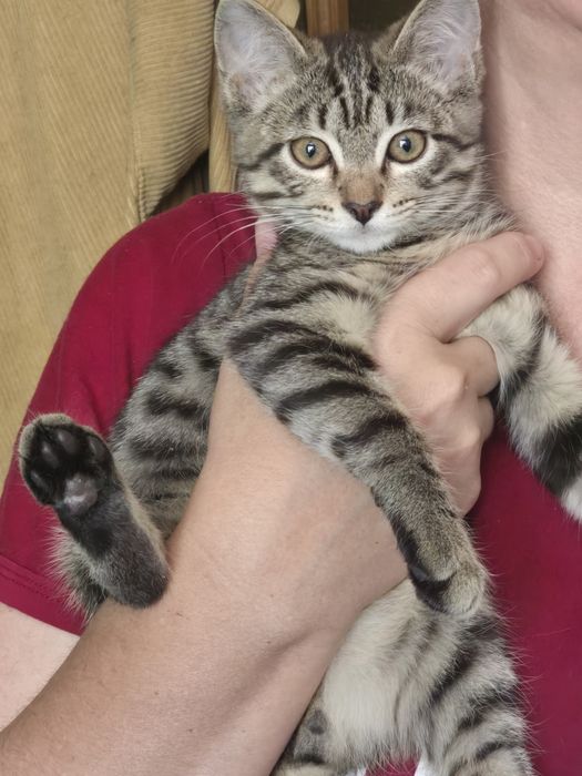 Котенок в добрые руки