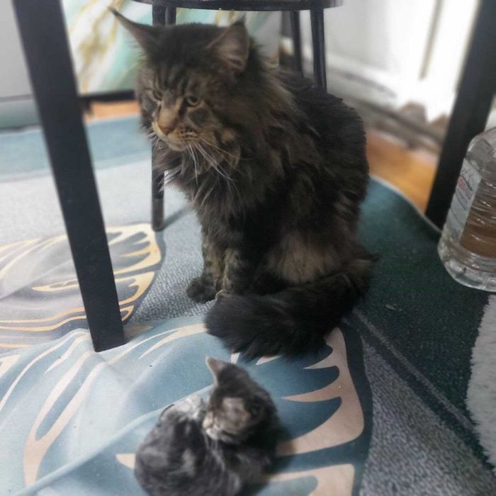 Кошечка 2 месяца мейн кун