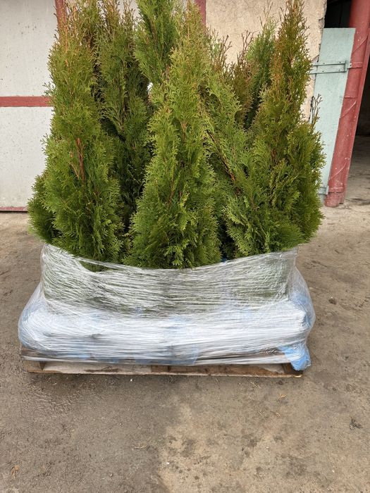 Западни туи Смарагд