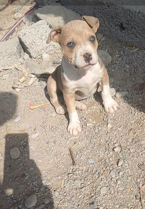 Рит-буль   щенки