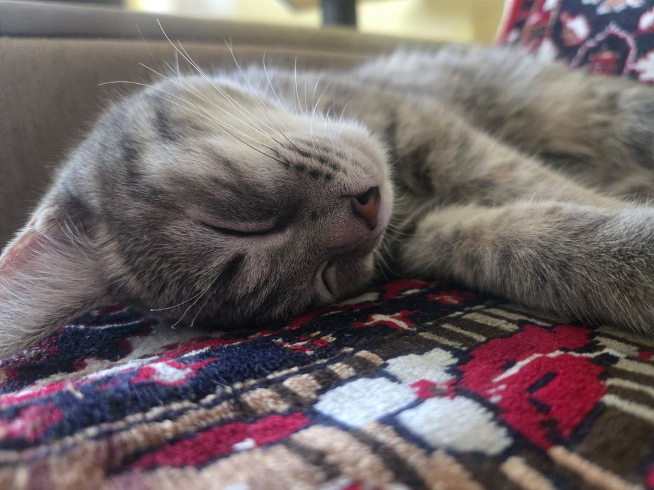 Отдам кошку, 6 месяцев