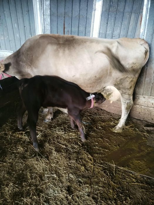 Vând vaca cu vitea