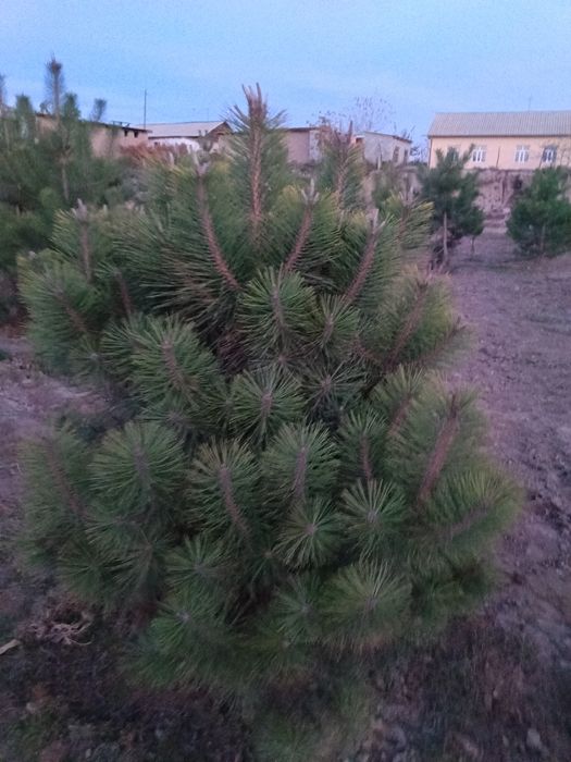 Кирим сасна арча