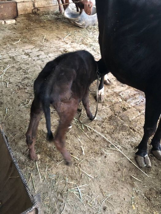 Rus bokira qizlarning yashirin kamera tasvirlari