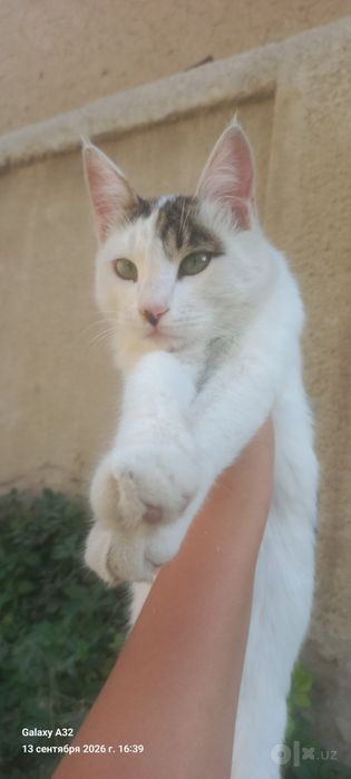 Котята бесплатно